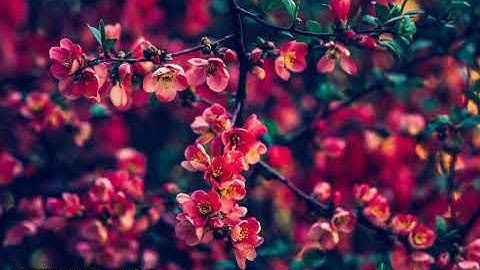 #سورة_ق بصوت القارئ اسامة صبحي حسين #تلاوة #القرآن_الكريم #قرآن #القرآن #قران