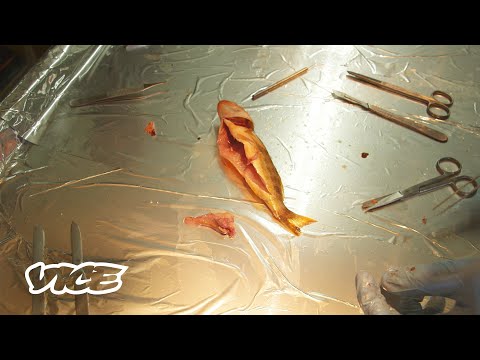 Βίντεο: Θα βλάψει η σουπιά το ψάρι μου;