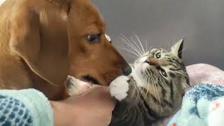 Funny Dog Show - Crezy Cat Show - Dog and Cat