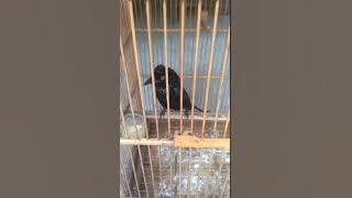 Cara agar burung srigunting gacor