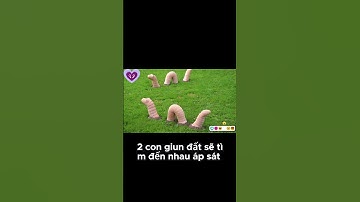 Giun Dẹp Và Cuộc Đấu Kiếm Sinh Sản Kỳ Lạ Trong Thế Giới Động Vật Lưỡng Tính!#GiunĐất