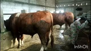 Sangat Gimbal belom Di Mandikan // dan story' awal mula pengisian sapi