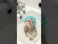 This 😺 is so cute 🥰 #funny