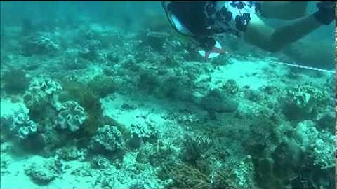 Line transect survey on Coral reef