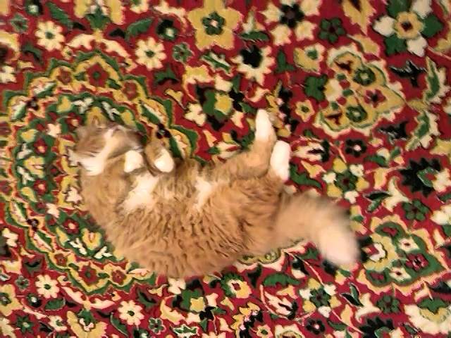 Кот катается на спине