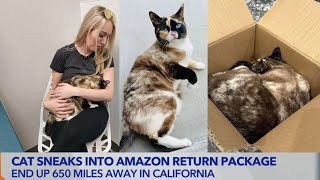 UTAH COUPLE ACCIDENTALLY SHIPS CAT WITH AMAZON RETURN! 1 WEEK + 3 MIRACLES LATER THEIR REUNITED