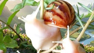 Beautiful White Snails | The Most Relaxing Slow Motion Ever