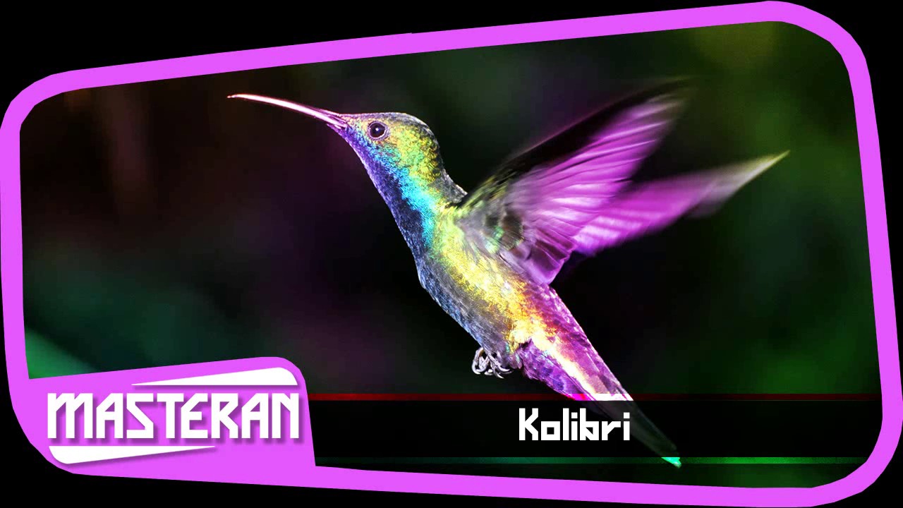 MASTERAN DURASI PANJANG | Ocehan Suara Burung Kolibri 4 