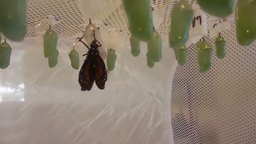 Monarch Butterfly "Zipping" It