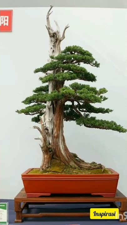 inspirasi bonsai tegak lurus