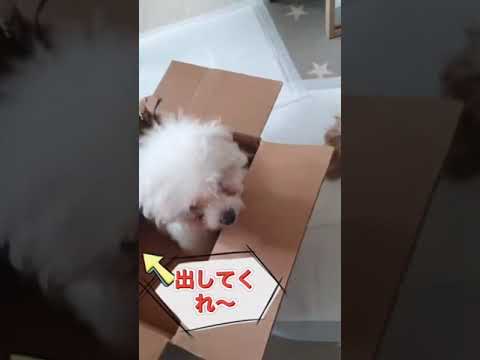 子豚みたいにブーブー言う 面白い犬 ビションフリーゼかわいいdog Shorts Youtube