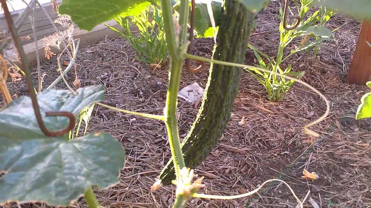 TsuyataroJapanese Cucumber YouTube