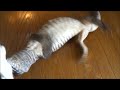 オオトカゲのデスロール Savannah Monitor Death Roll