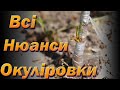 Окуліровка, детальний розбір методу літнього щеплення. Окулірування плодових дерев