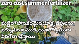 ఈ వేసవికాలం లో మాత్రమే దొరికే వీటితో fertilizer గా pesticide గా అద్భుతంగా పనిచేస్తుంది zero cost