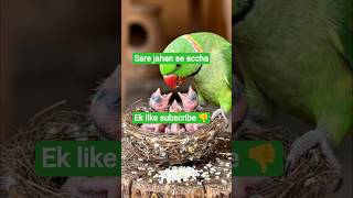 Mother love no compromise#parrot #parrot talking#shorts#trending #trending#birds|