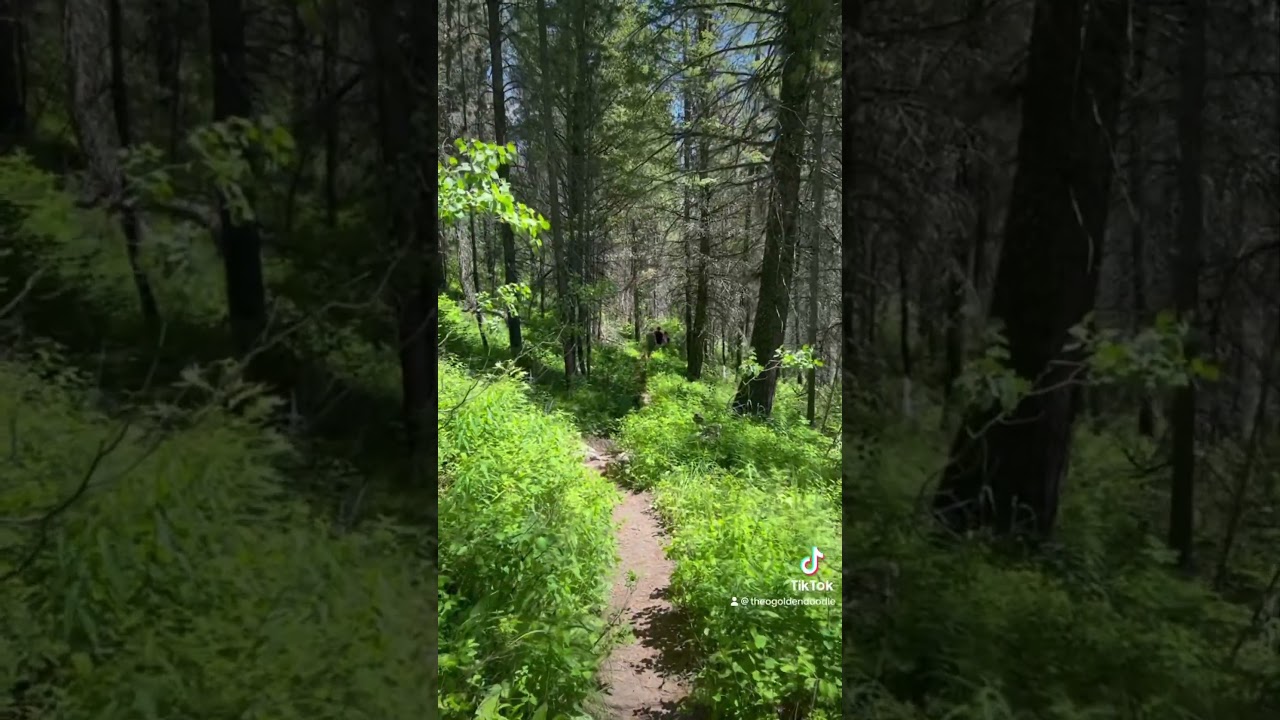Golden Doodle Hiking Sheep Falls | 