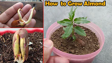 How long does it take for an almond tree to grow?
