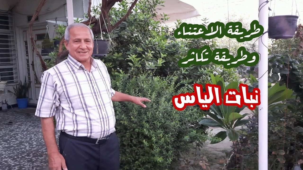 كيف نعتني بنبات الياس او الآس Myrtus communis وما هي طريقة اكثاره 