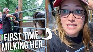 Milking the new cow in a STORM! // + Raw Milk Blind Taste Test (New Cow vs. Essie)