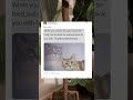 Meowing back