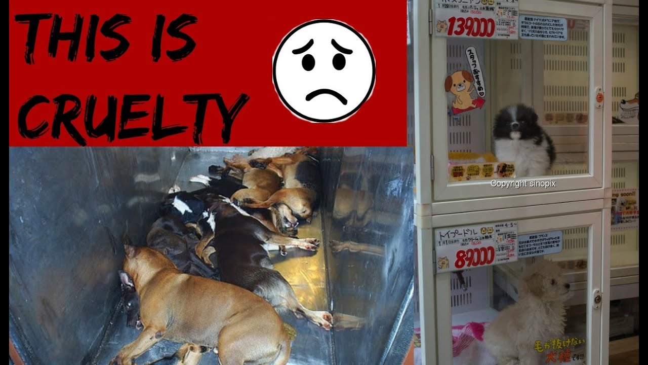 Pet Shops in Japan ARE CRUEL - YouTube