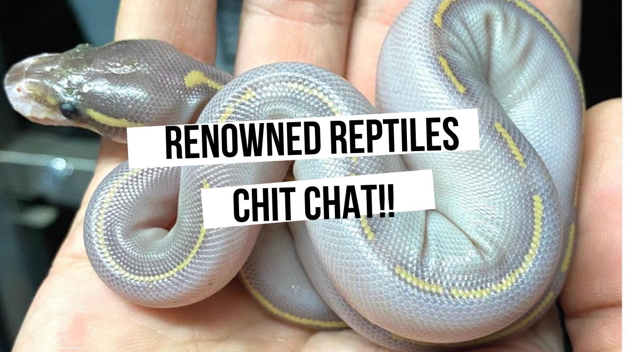 Chat From the Chat featuring Renowned Reptiles!! - YouTube