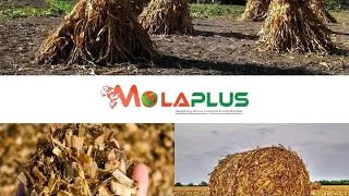 How to convert maizestovers into quality feed for cows,goats& sheep+256758712786