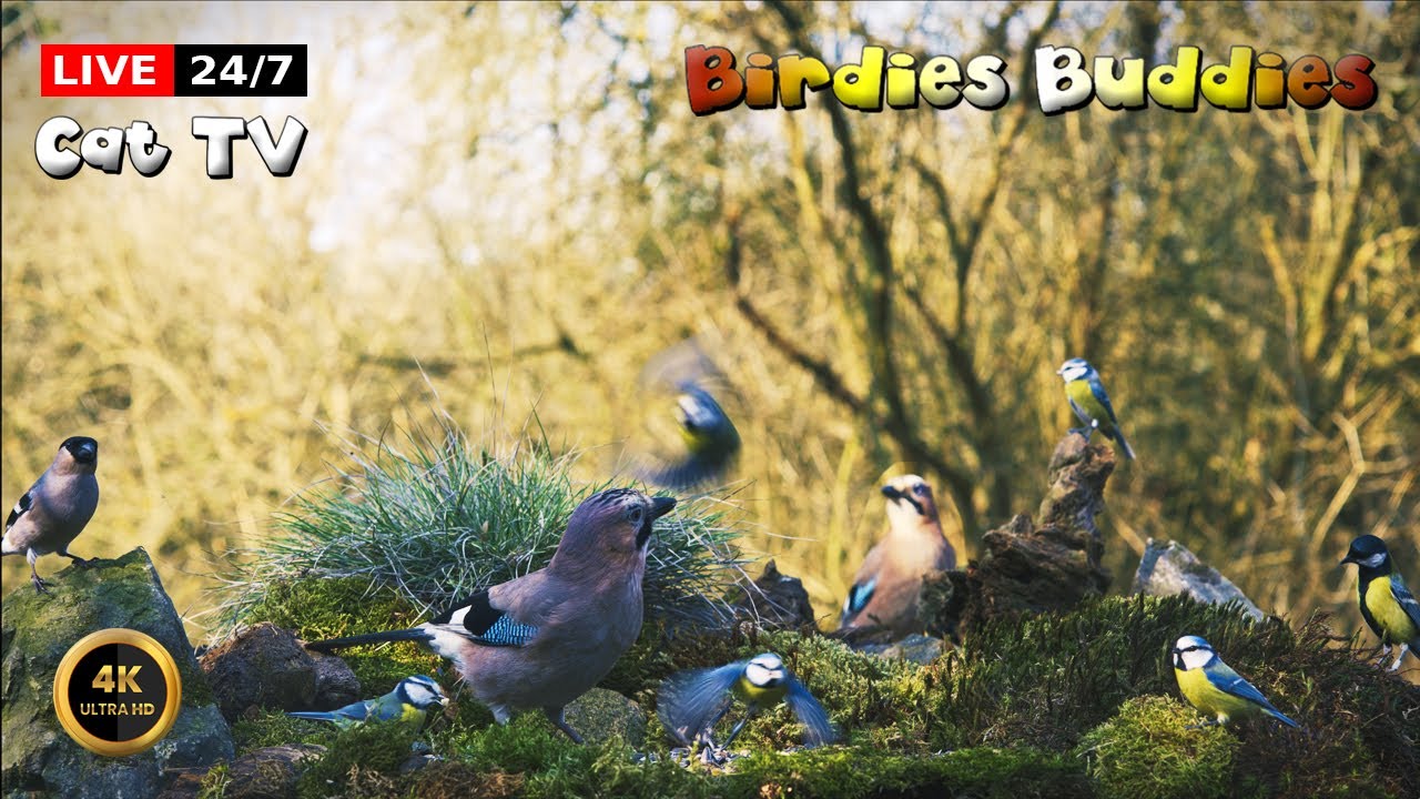 🔴24/7 LIVE Cat TV 😺 Bird Feeder Ambience in the Woods 🐦🌿