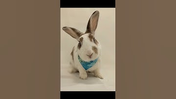 Good vs bad rabbit cages #shorts #rabbitcare