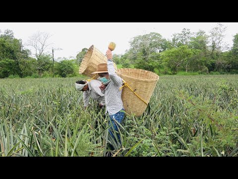 Video: Fresa de miel: descripción de la variedad y rendimiento