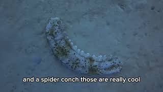Okinawa dpv scooter diving with Piranha Divers 