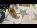 おすすめの犬靴で歩く小太郎！