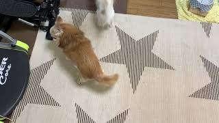 おすすめの犬靴で歩く小太郎！