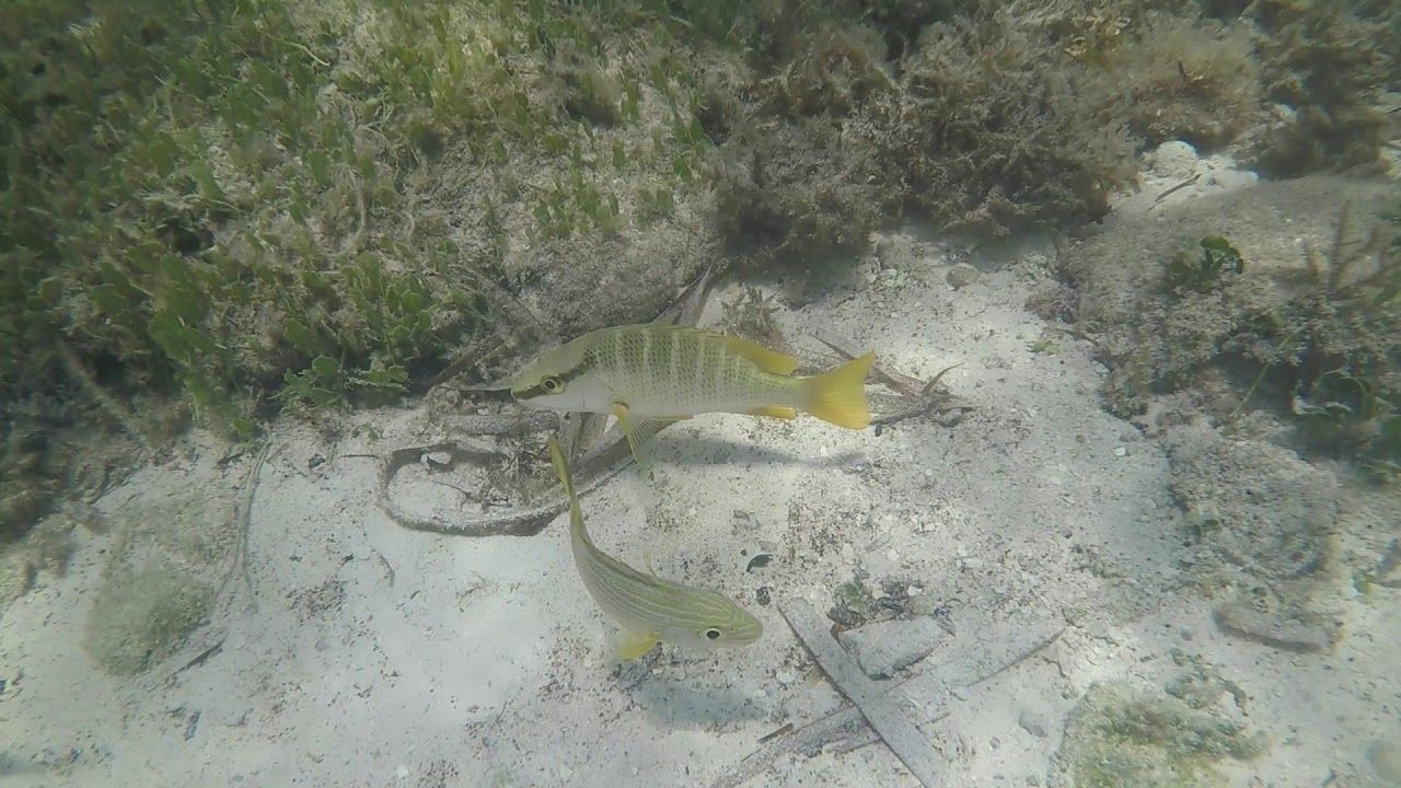 Snorkeling Bahia Honda State Park, Florida Keys YouTube