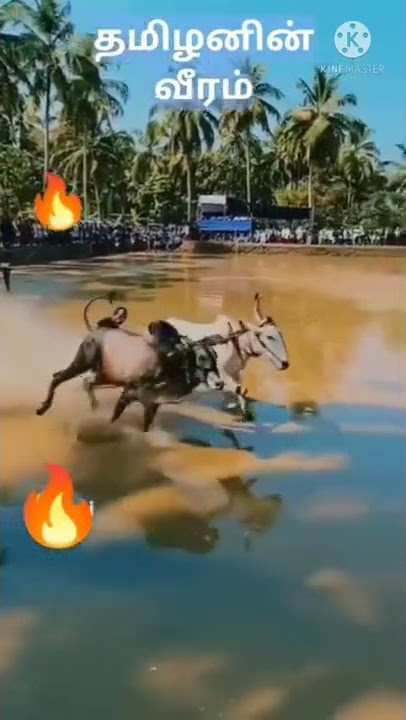 Bullock Cart Race | Ox Race in Water | Bullock Race in Water | #Shorts | #bull