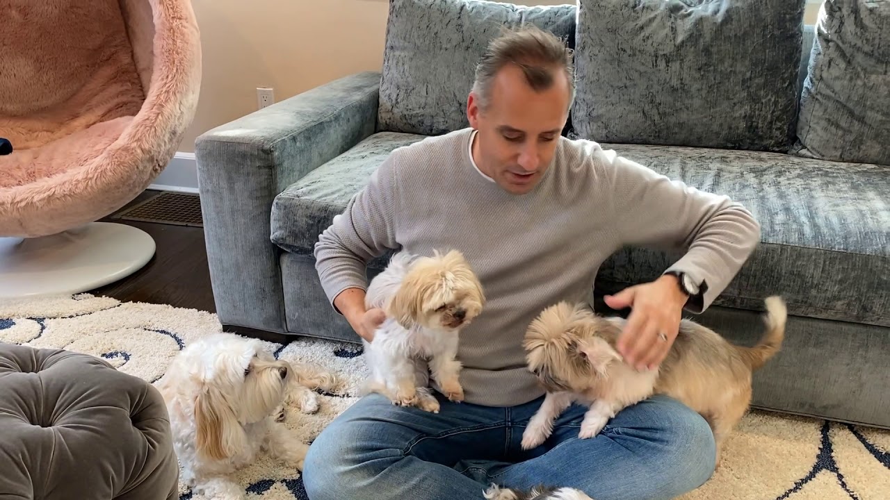 Meet the Pups: Animal Haven