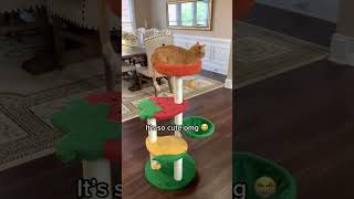 Top 6 Cat Trees You Must Have, Which Is Your Fav? | Happy&Polly
