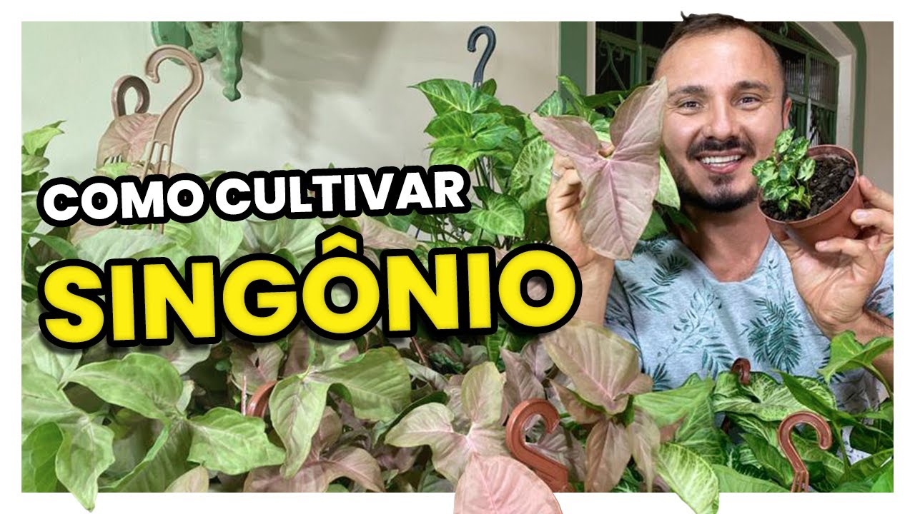 SINGÔNIO | Conheça e aprenda como cultivar