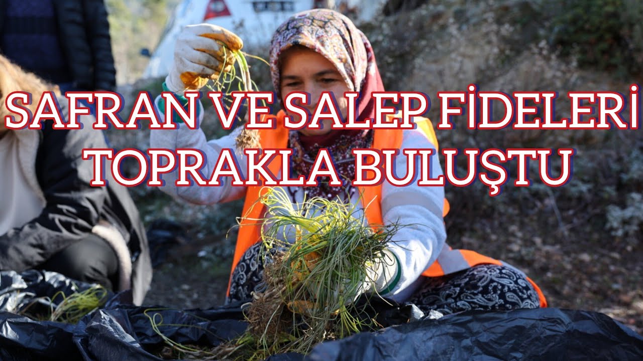 SAFRAN VE SALEP FİDELERİ TOPRAKLA BULUŞTU