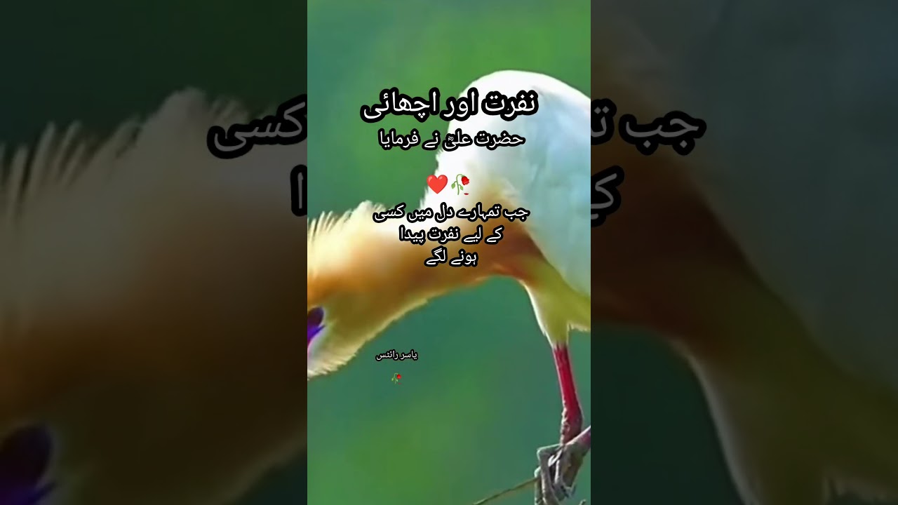 #shorts hadith | hadith e kisa ki fazilat / status / hazrat Ali #hadees #islam #islamic