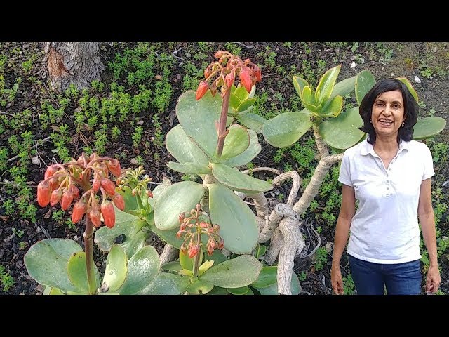 Propagating pig's ear succulent (with updates) - YouTube
