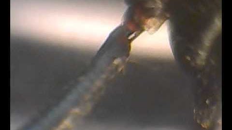 Firebug (Pyrrhocoris apterus)