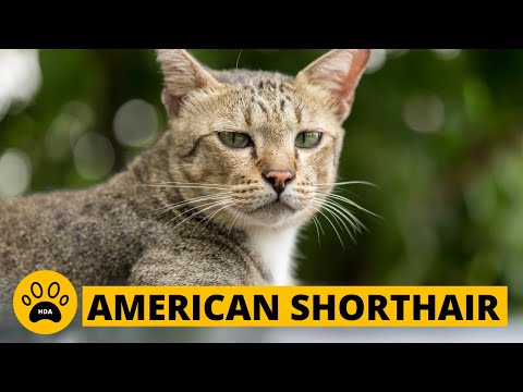 Vidéo: American Shorthair Cat Race Hypoallergénique, Santé Et Durée De Vie