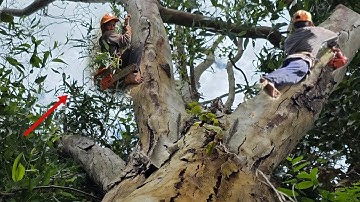 Cưa  cây Bạch đàn, To cao Lâu năm, Khô Gần Lộ Xe Gần đường dây điện,49