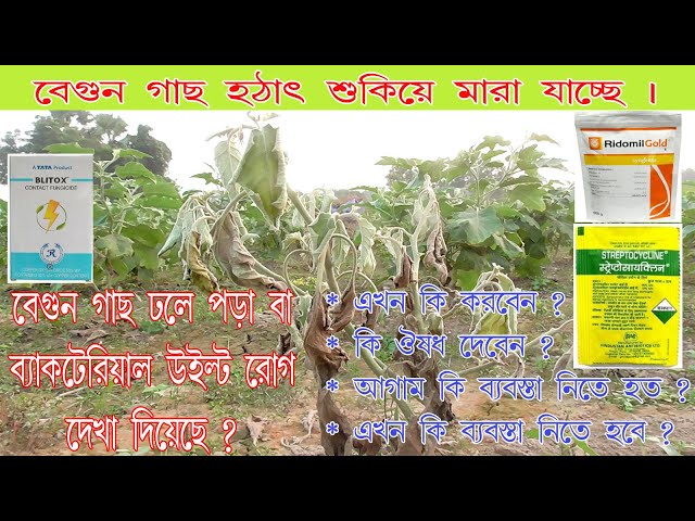 Katta kokrakli ona ishtirokidagi porno film Xonanda Sashaning yalangoch kokraklari