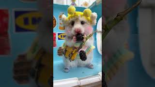 Tiny Hamster In Cute Outfit Gobbles Fresh Mulberries⭐ #hamster #cutehamster #tinypets #cutepets #fyp
