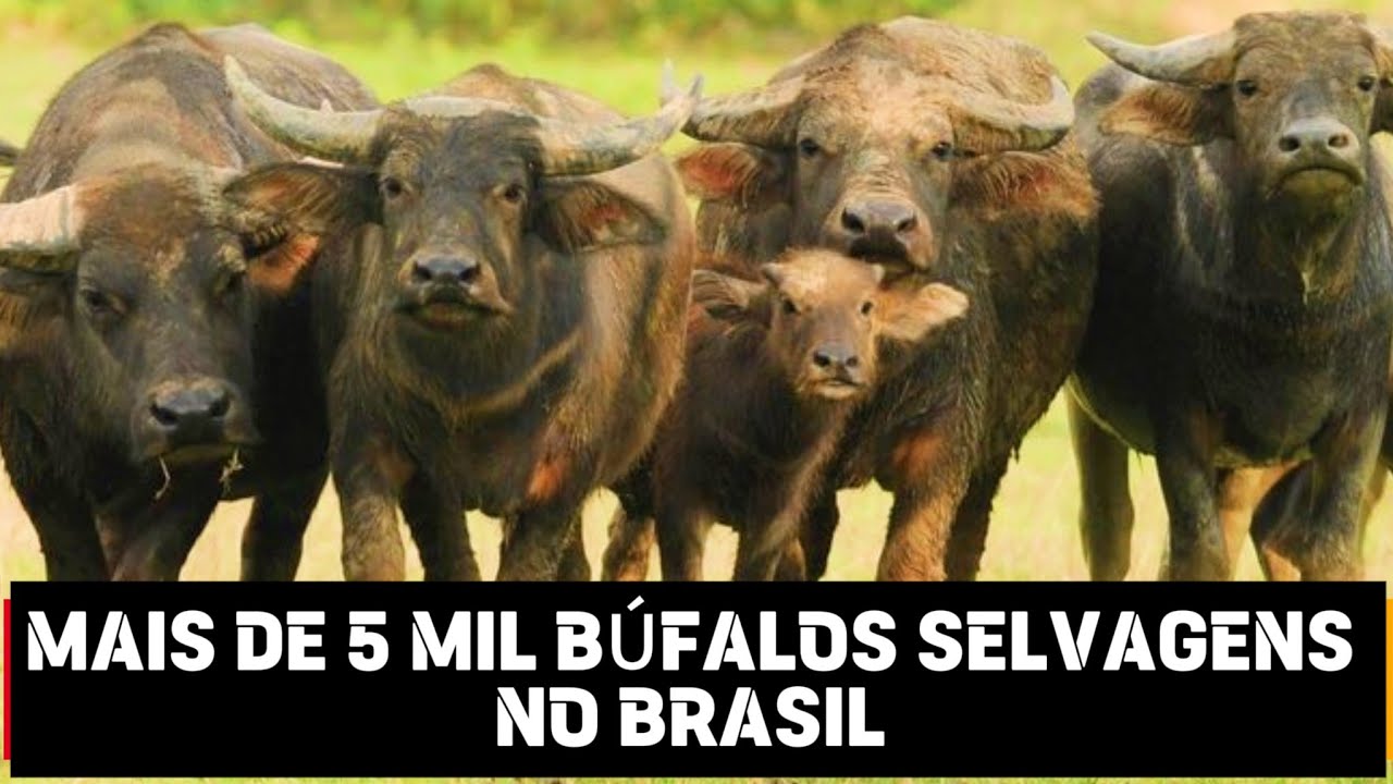 Cerca de 15 mil BÚFALOS SELVAGENS põem em risco A FAUNA E FLORA em Rondônia