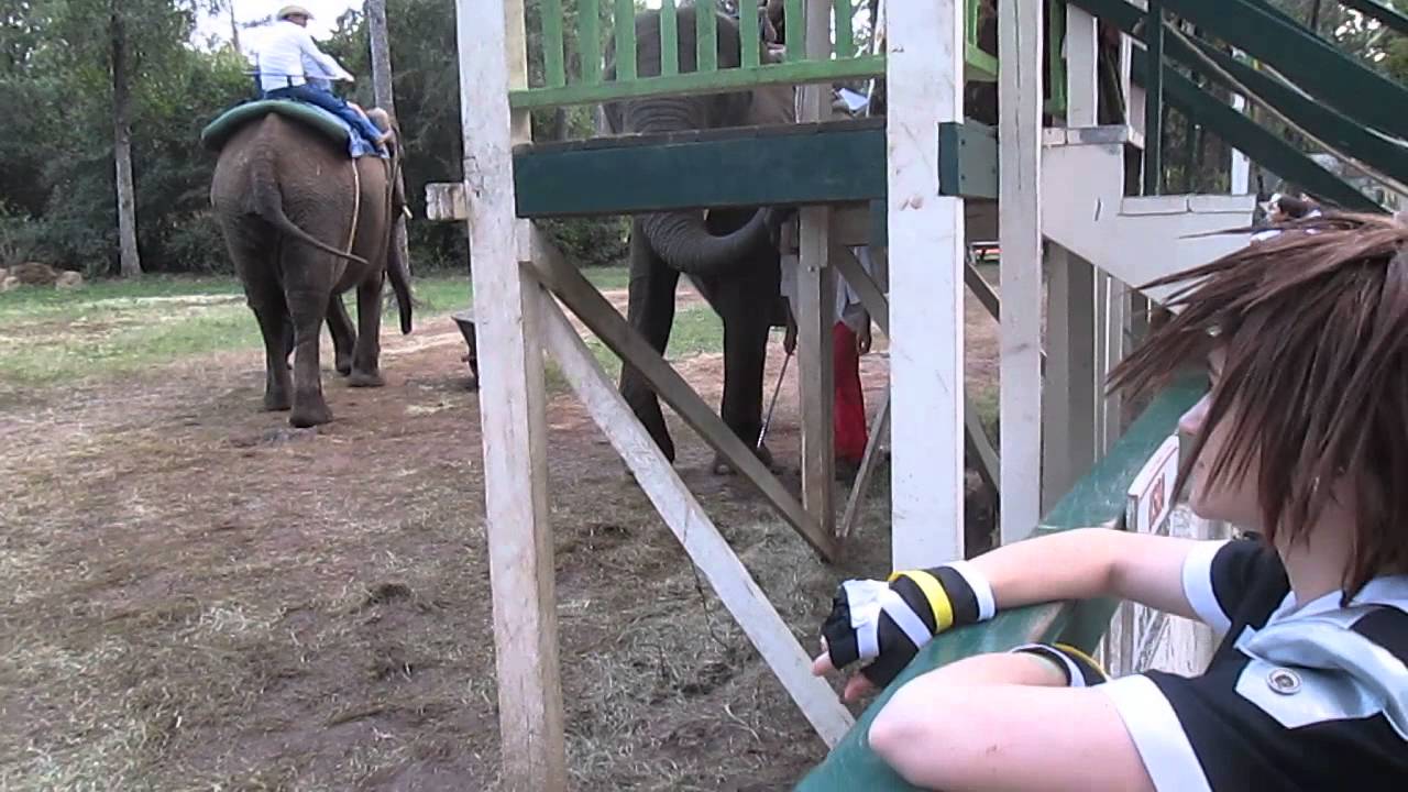 Elephant Rides Renaissance Fair Texas Renaissance Festival - Elephants - YouTube