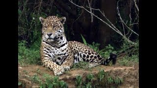 Documental Rewilding Iberá en español